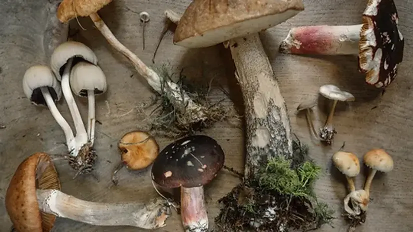 Mushrooms & A Truffle Hunt